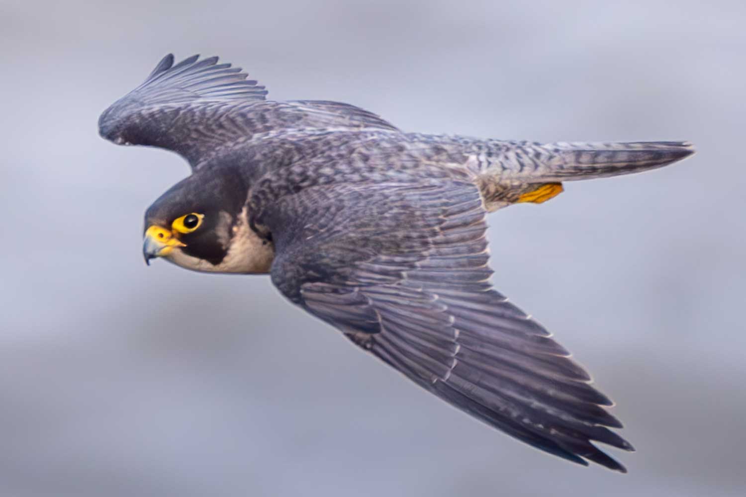 Peregrine falcon flying with wings extended.