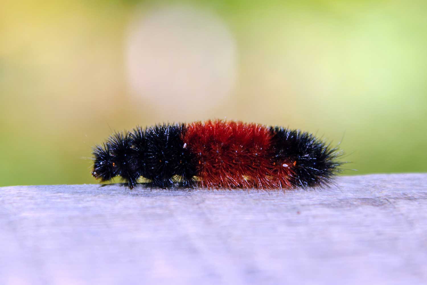 Woolly bear caterpillar with vegetation in the background.