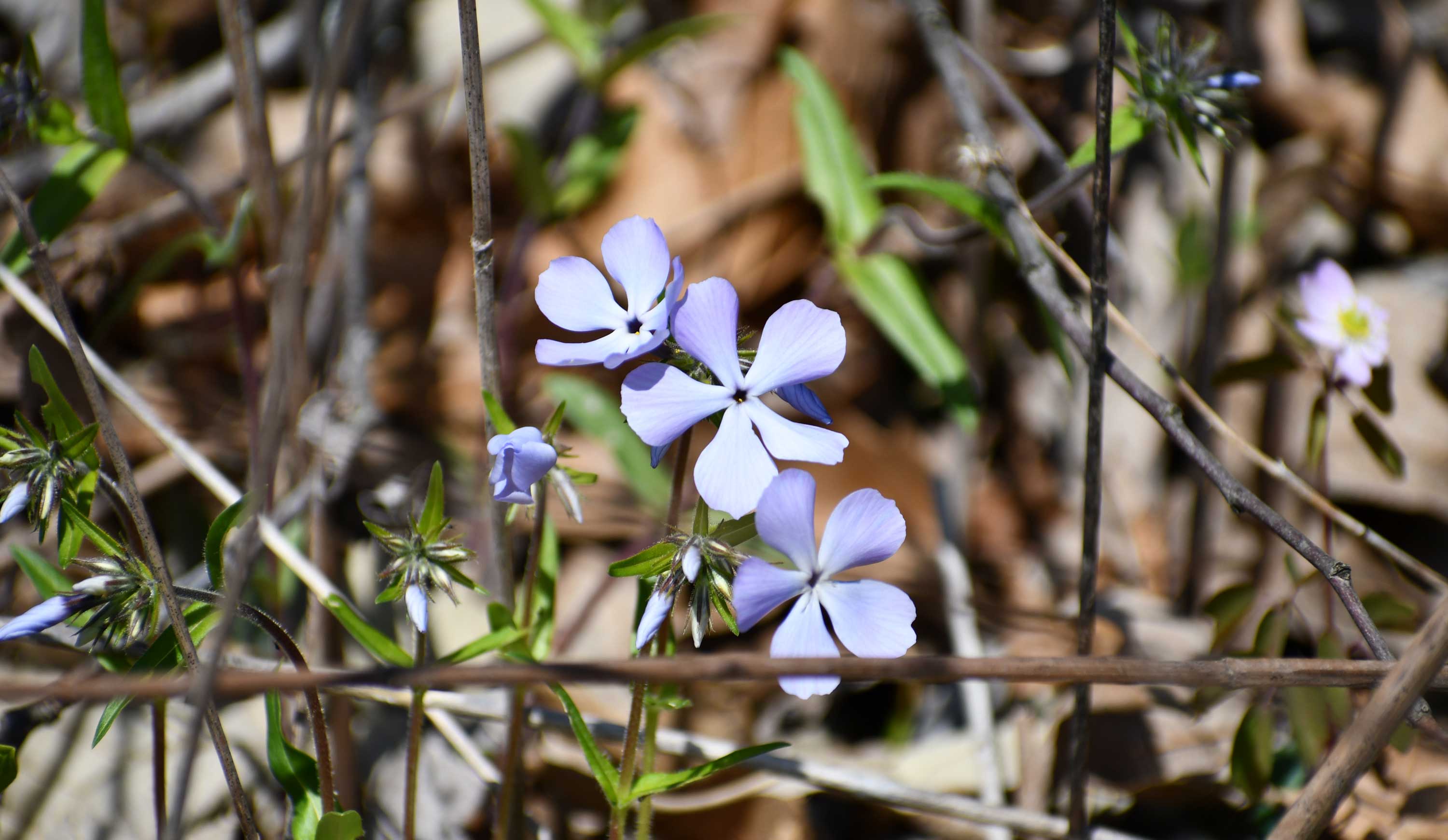 Blue phlox emerging out of leaf litter.