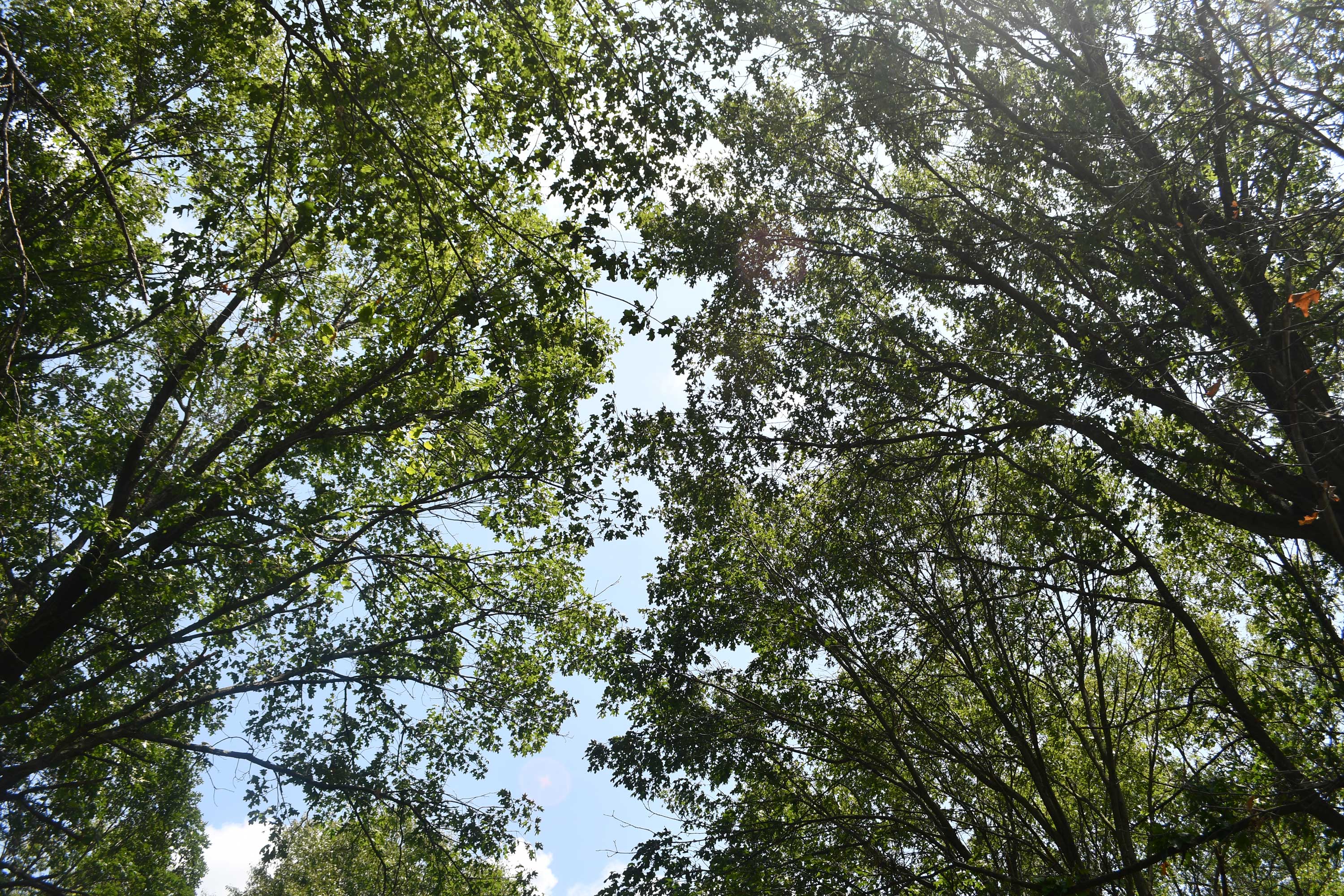 A view looking up at a dense tree canopy, where leafy green branches stretch toward each other across a bright, sunlit sky.