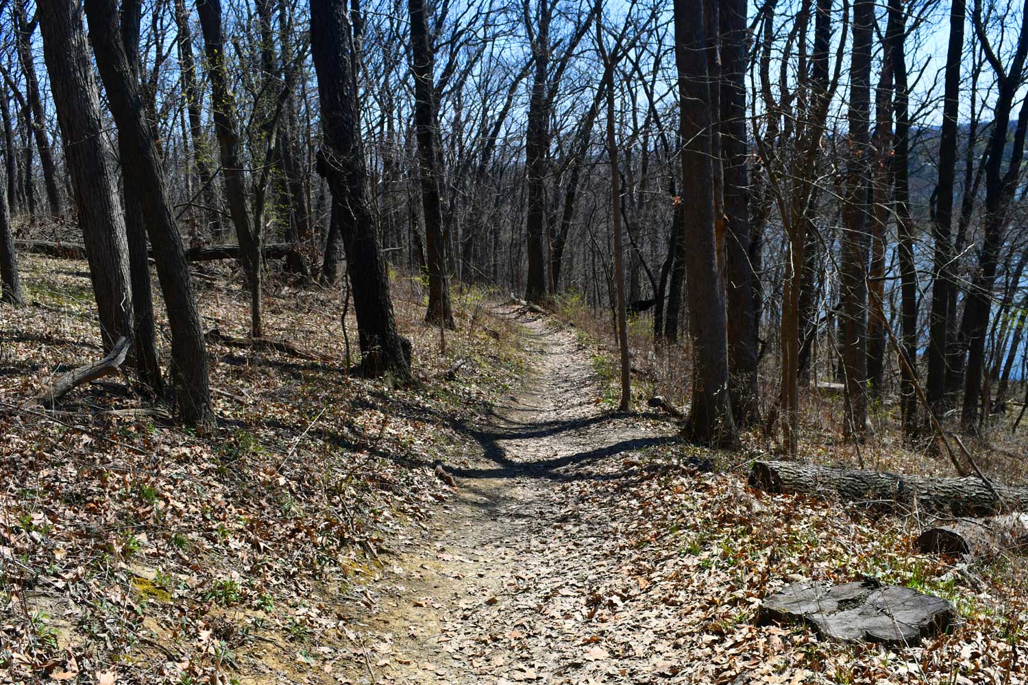 Natural surface trail lined by trees.