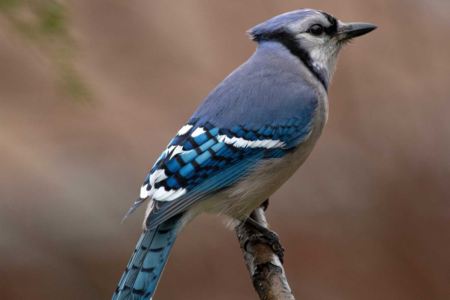 Blue jay perched on a branch.