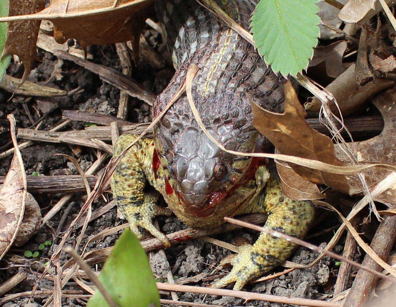 A garter snake eating a frog.