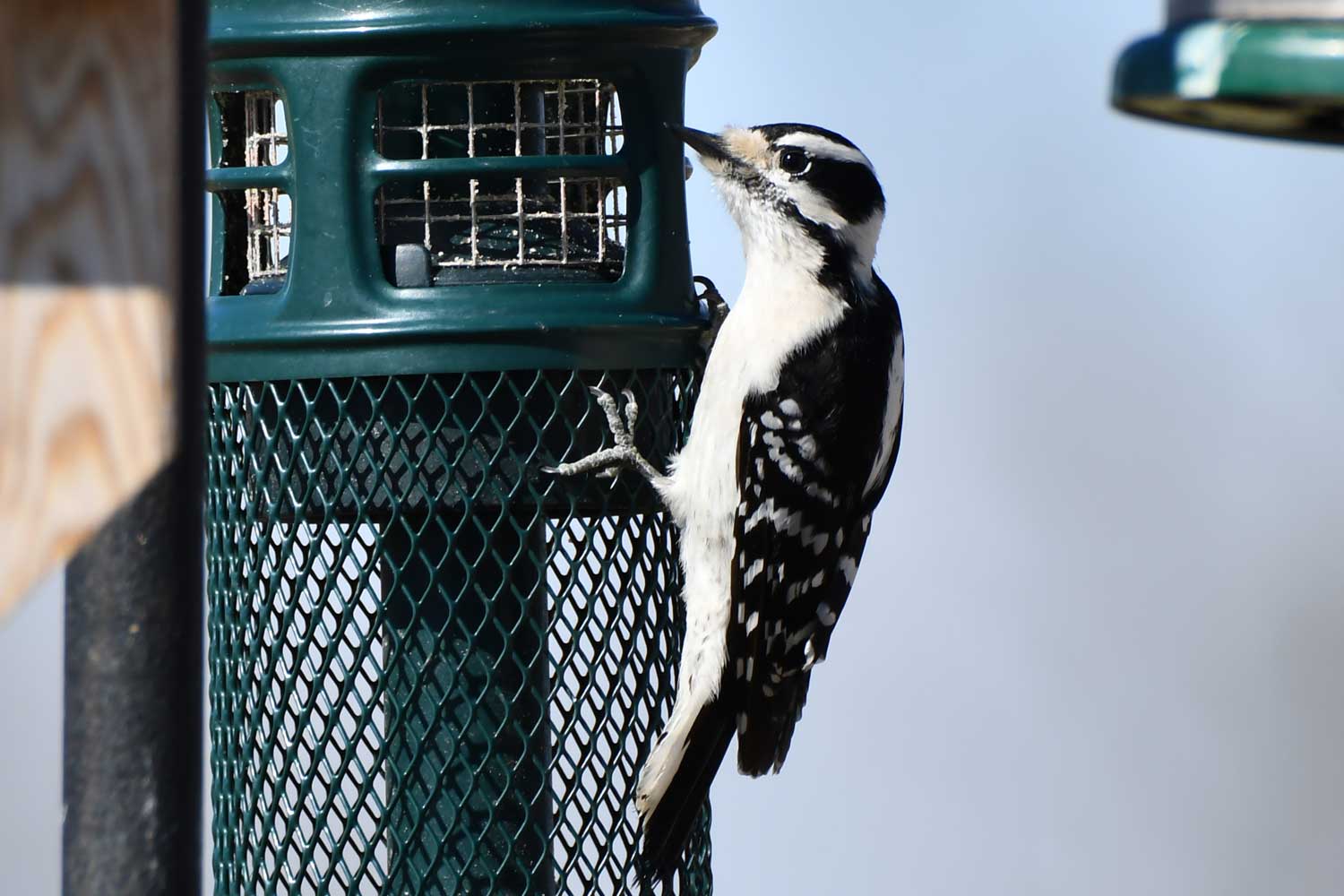 Downy woodpecker on a feeder.