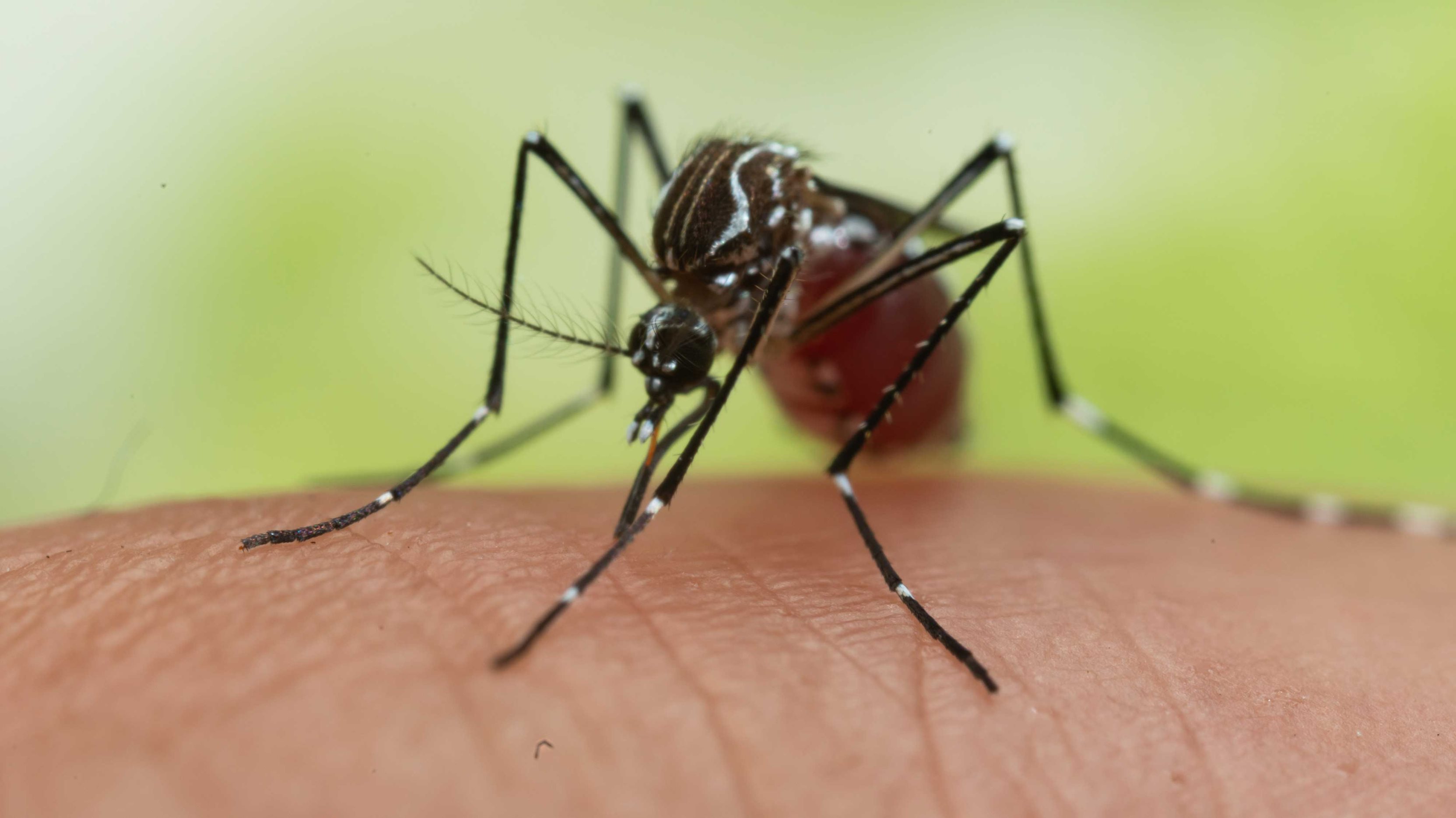 A mosquito on human skin.