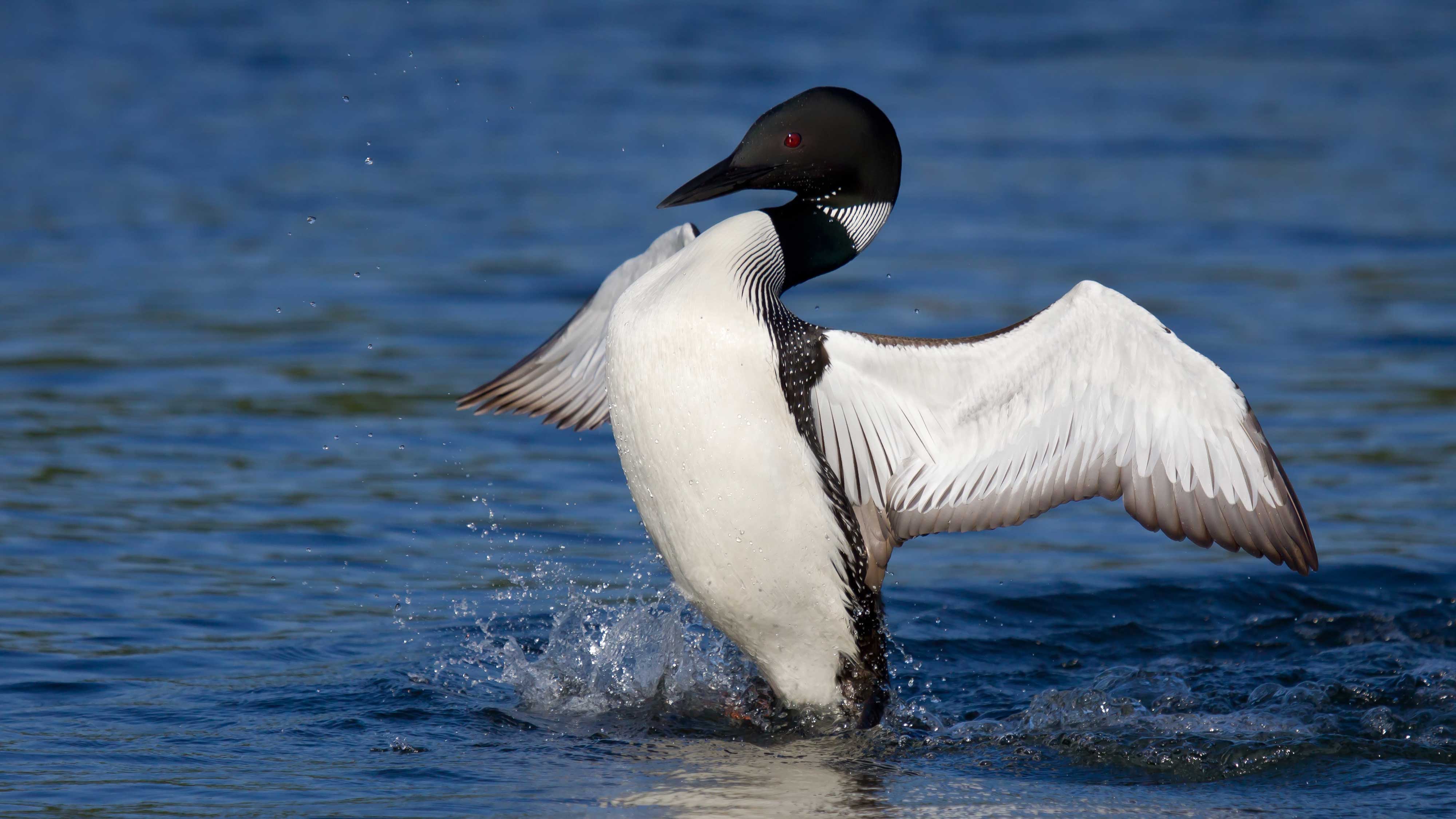 A common loon walking through the water.