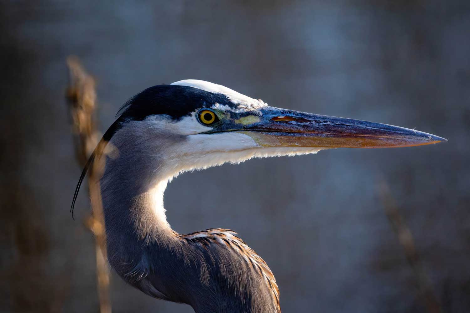A close-up of a great blue heron's face.