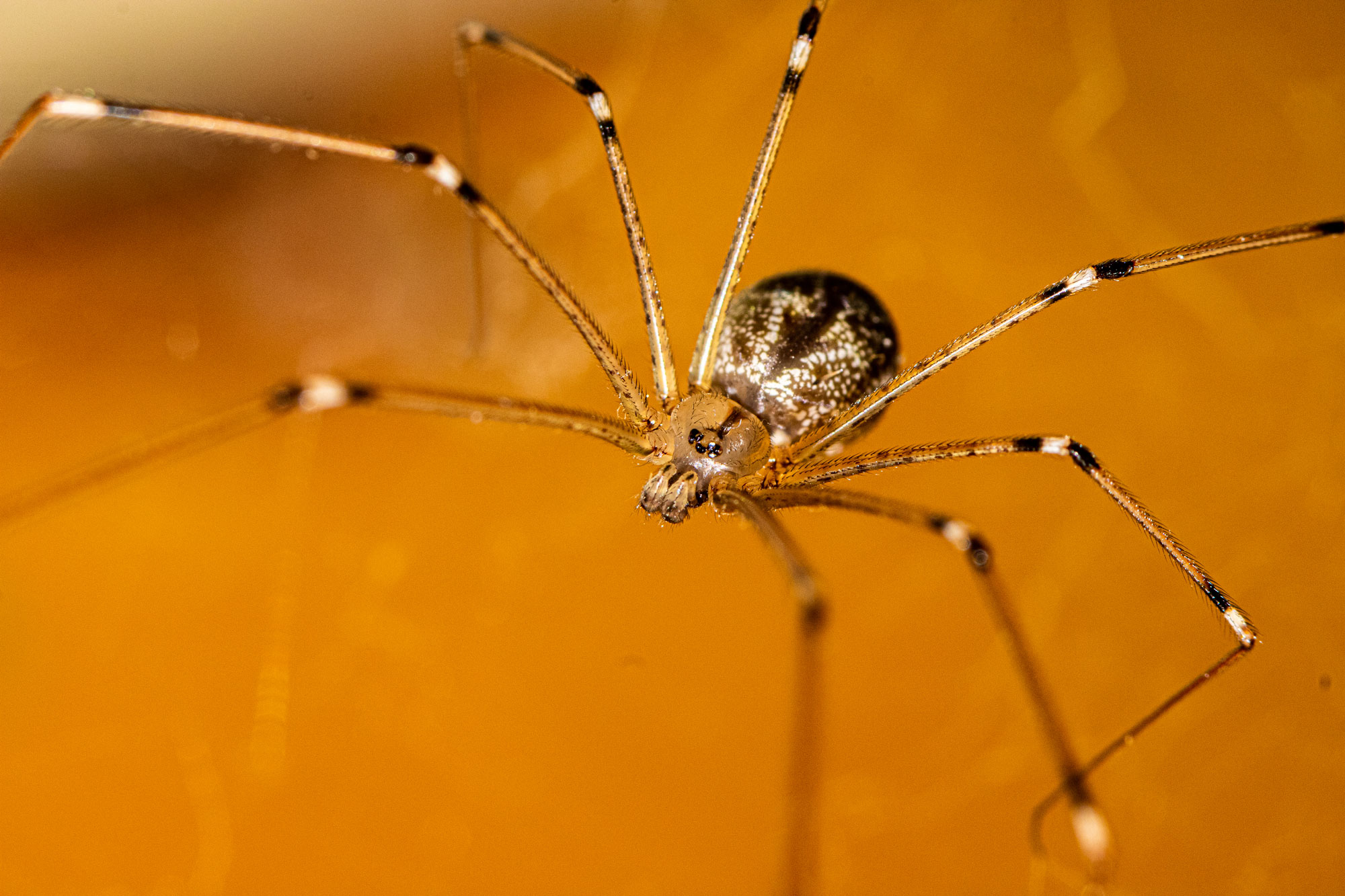 Daddy long legs spider with babies, I assume this is the mo…