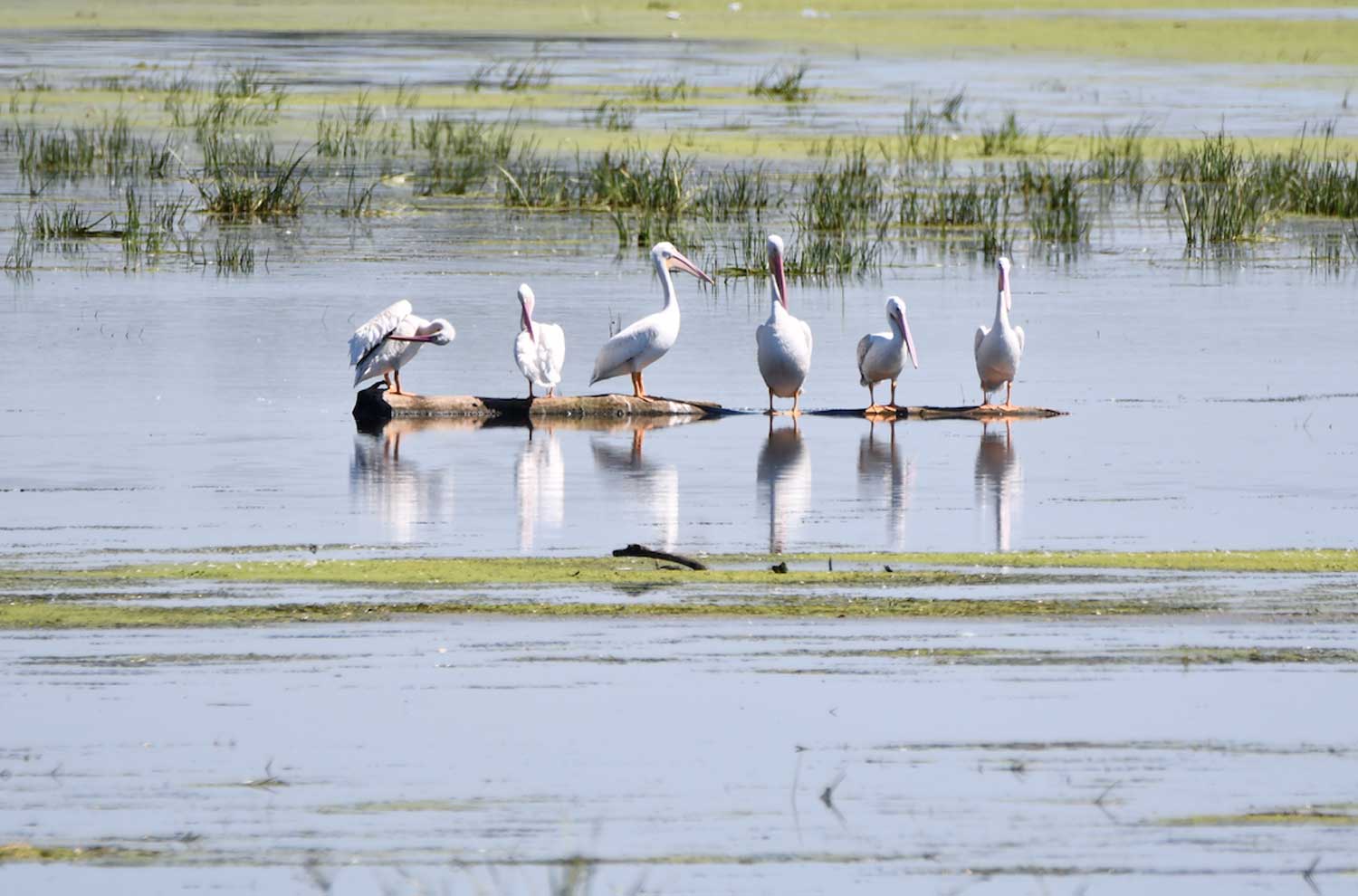 A group of six pelicans standing on a log in the water.