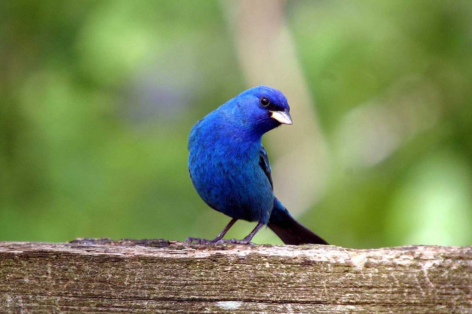 Indigo bunting perched on a wooden post.