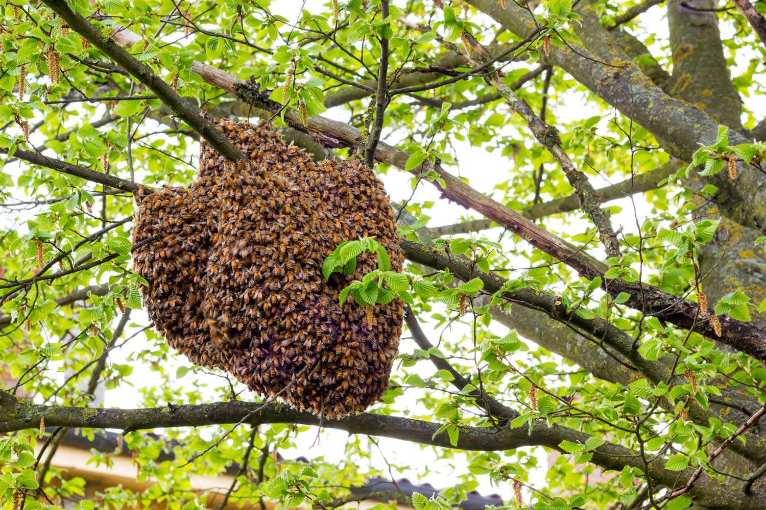 A swarm of bees hanging from a tree branch.