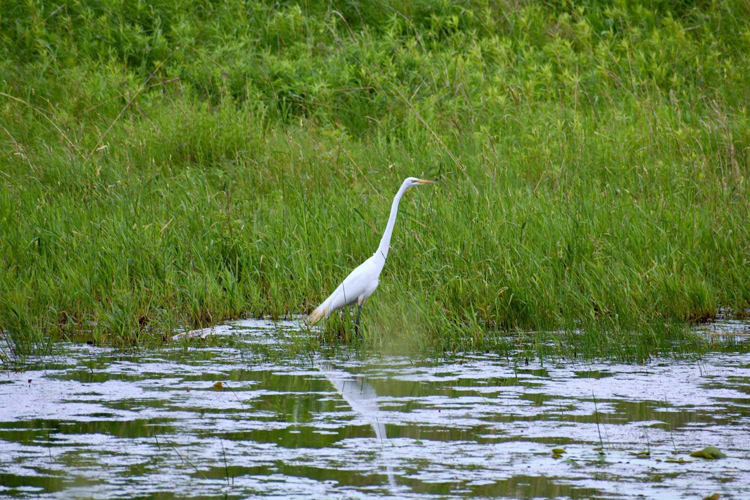 A great egret wading in shallow water with grasses behind it.
