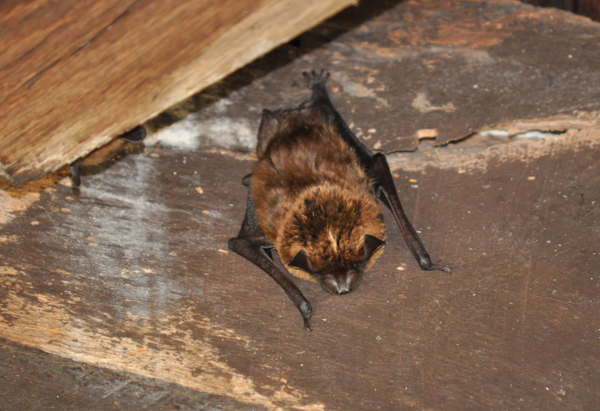 A big brown bat.
