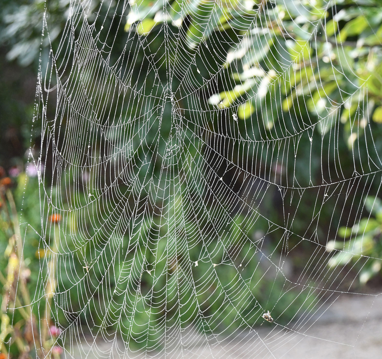 Nature curiosity: How do spiders make silk?