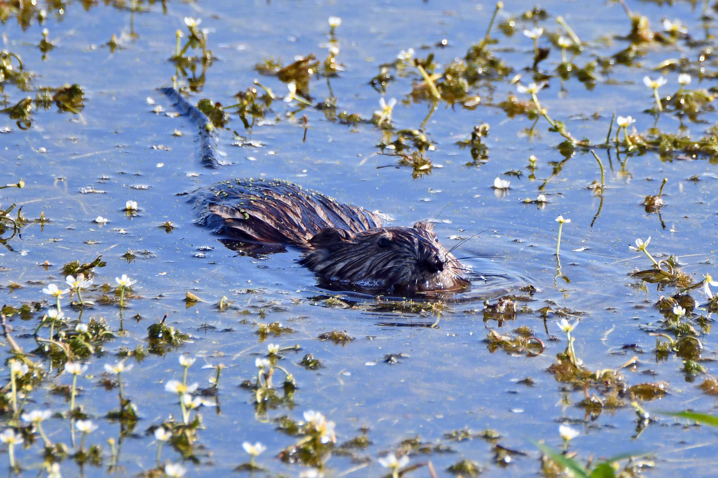 A muskrat poking its head out of water.