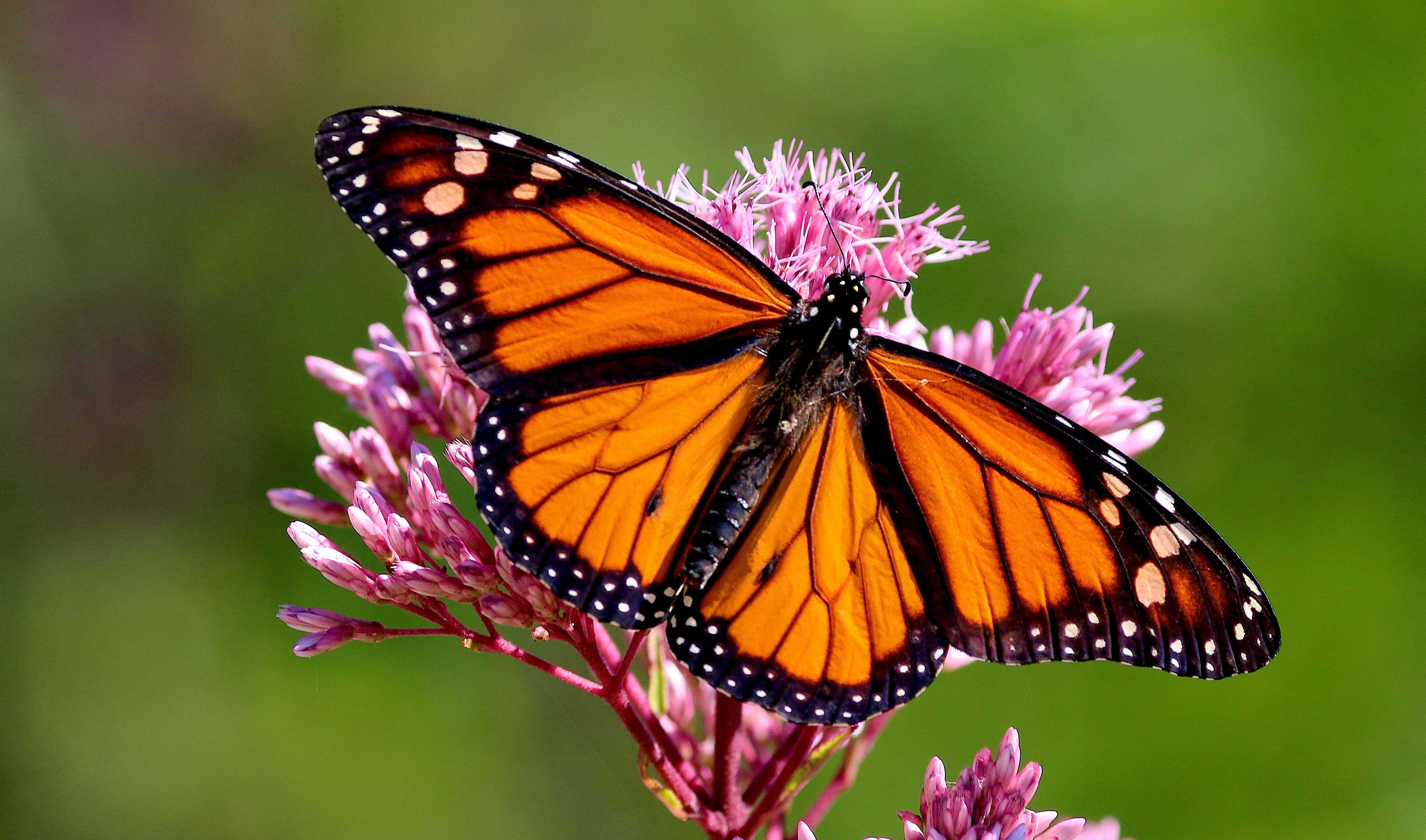 A monarch butterfly on a flower.