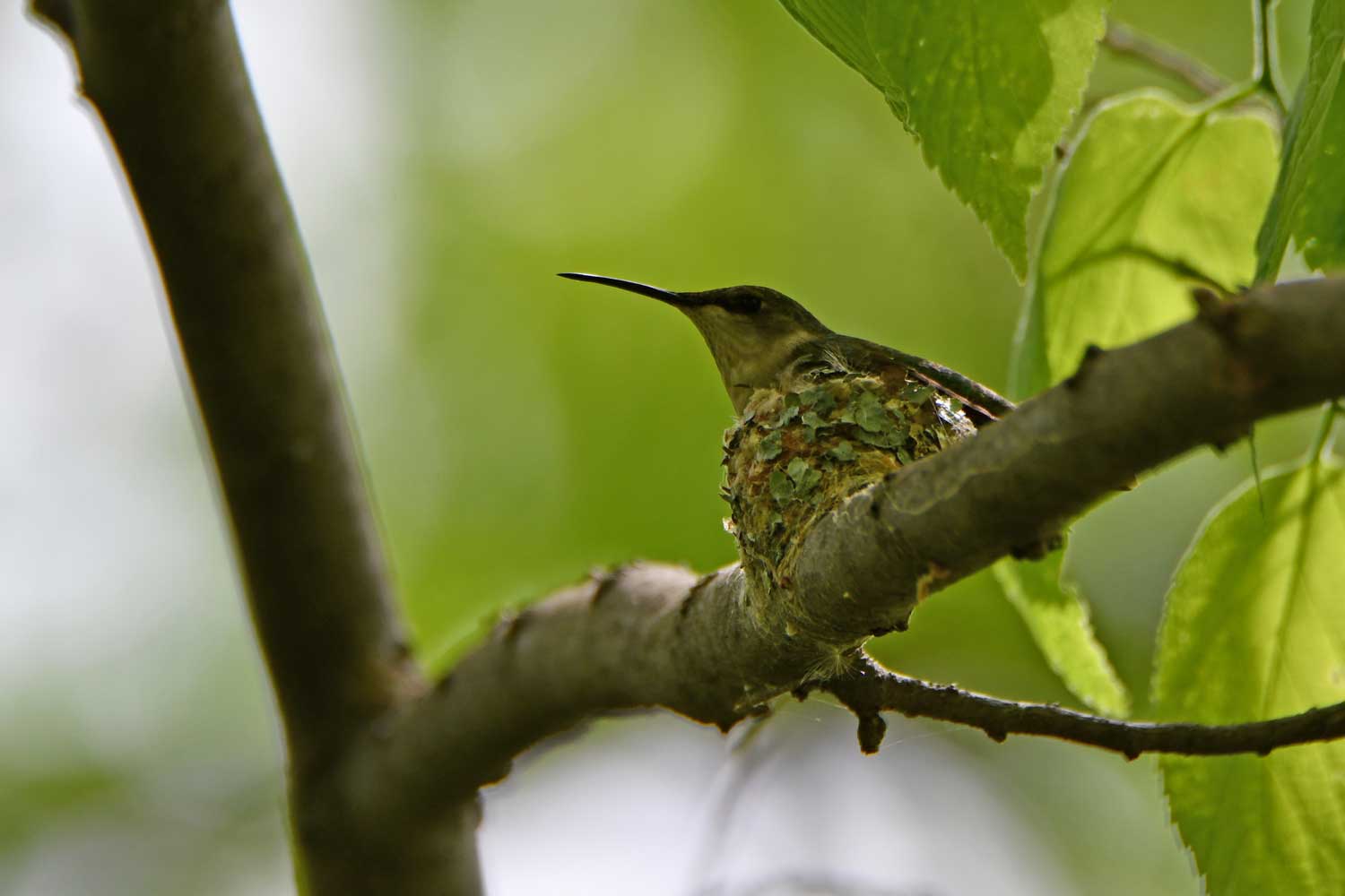 Hummingbird perched on a branch.