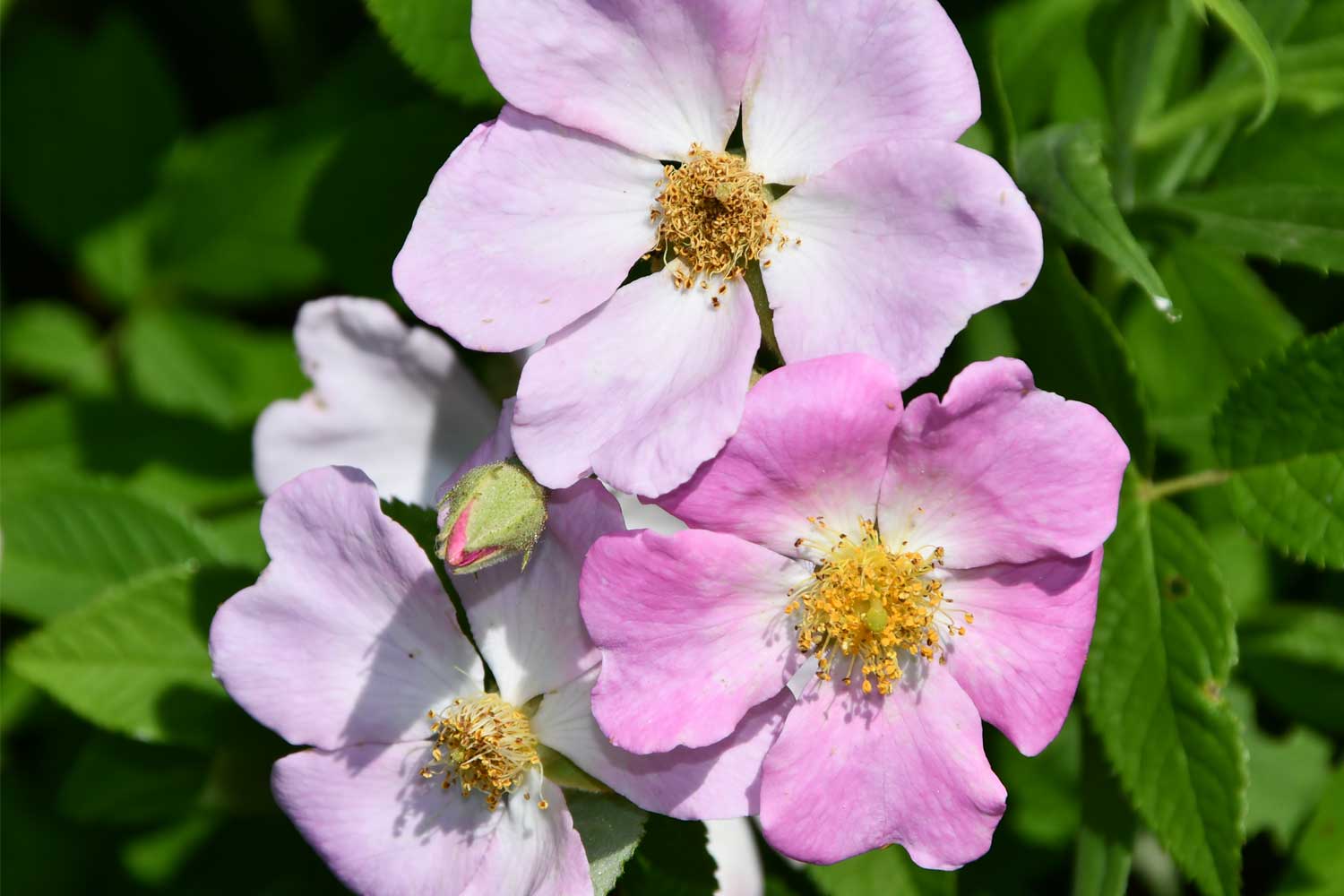 Multi floral rose blooms.