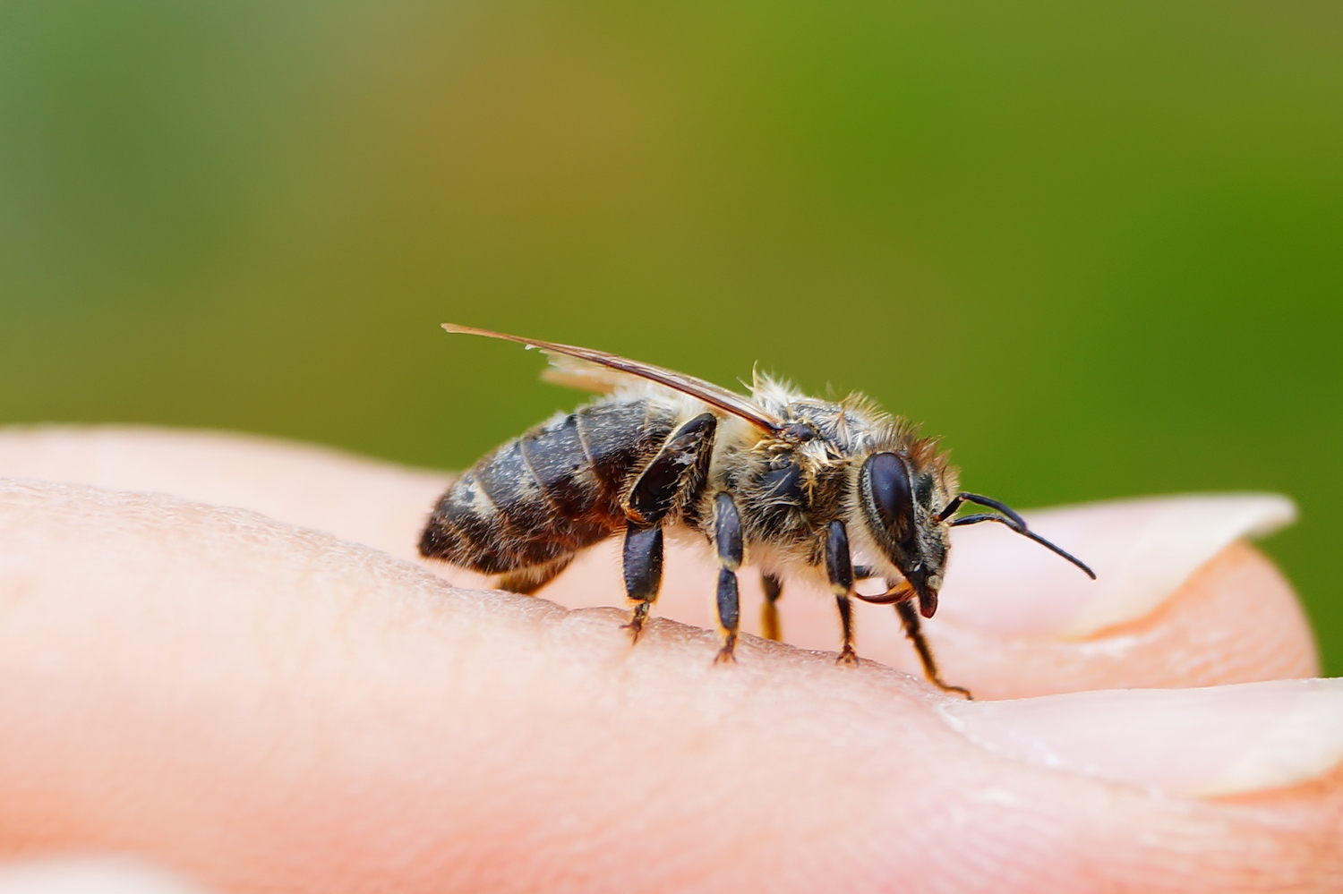 A bee on a person's finger.