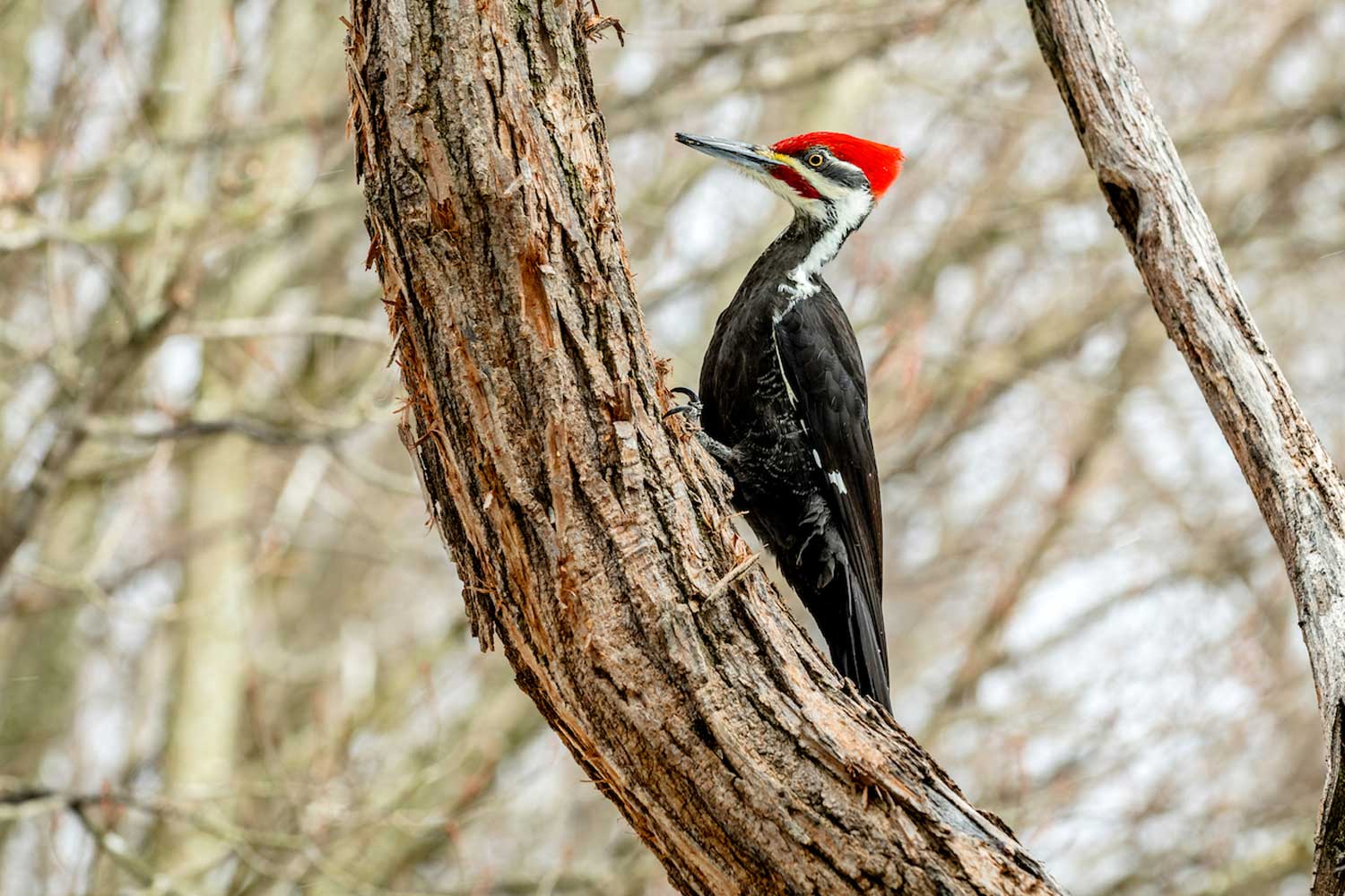 Pileated woodpecker on a tree.