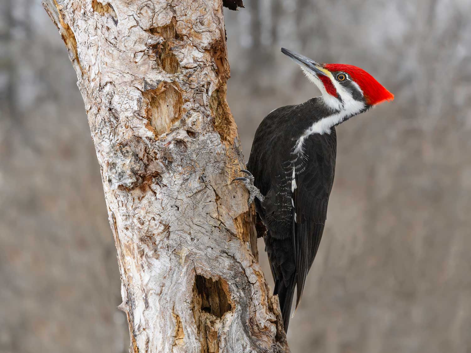 A pileated woodpecker on a tree trunk.