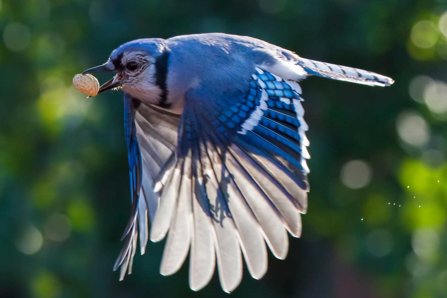 Blue jay flying with a peanut in its mouth.
