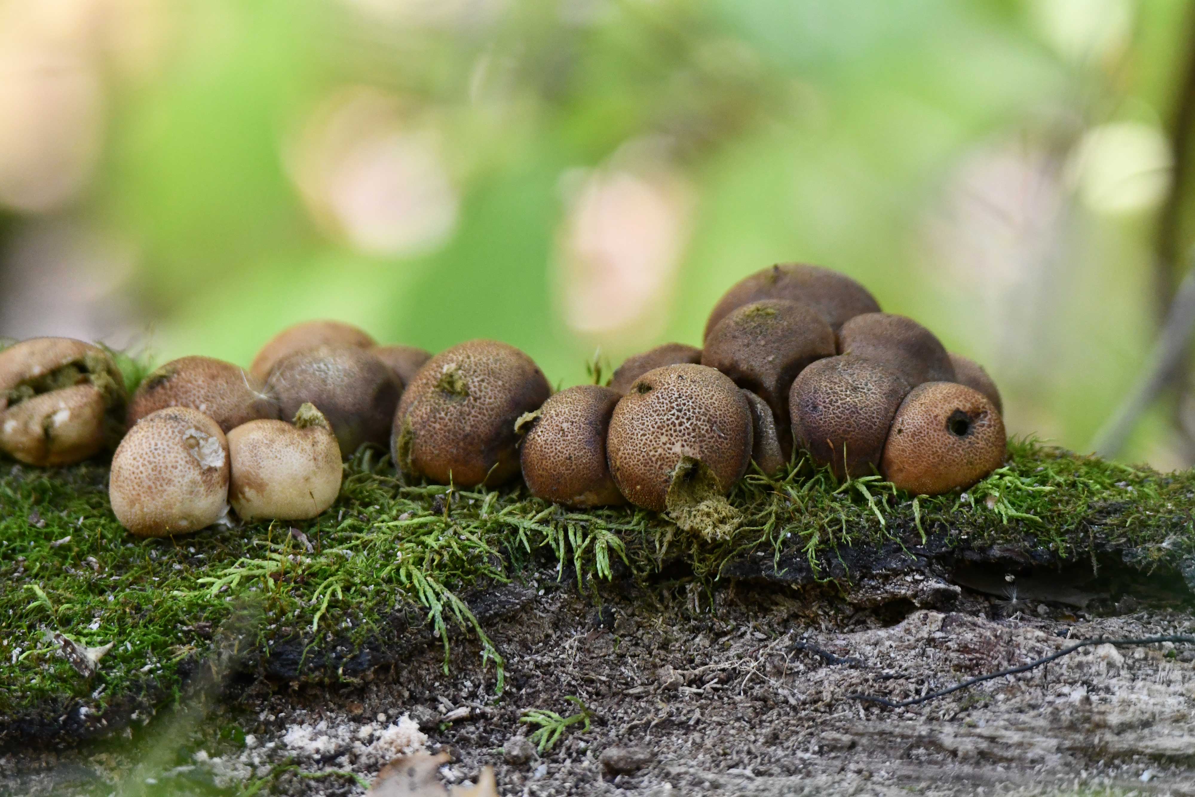 Brown fungus on a log