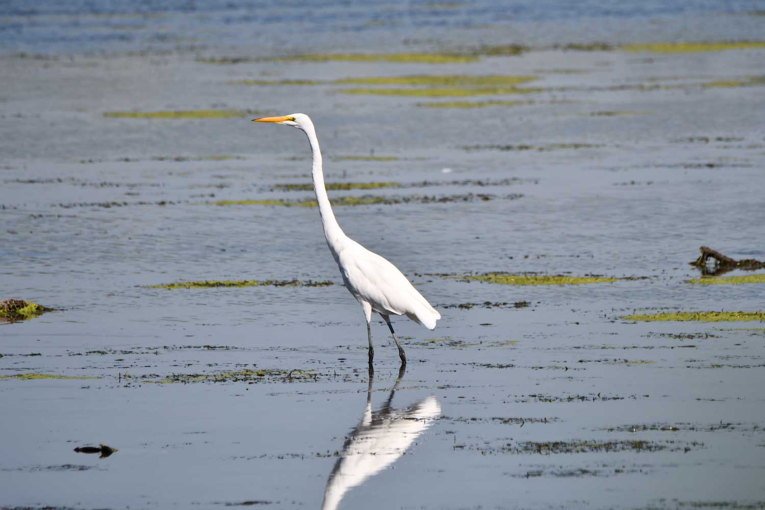 A great egret standing in shallow water.