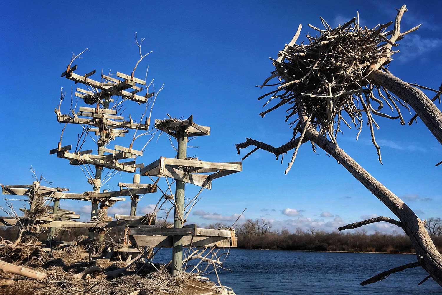 Empty nesting platforms on a nesting island.