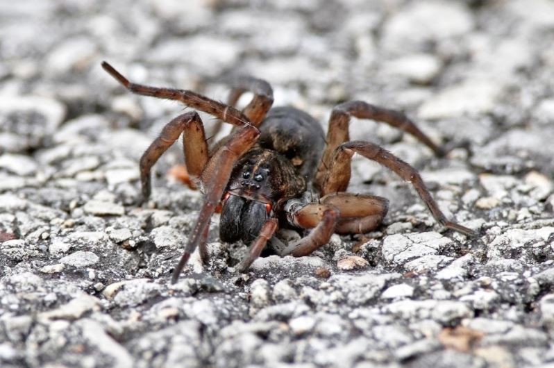 A wolf spider walking on pavement