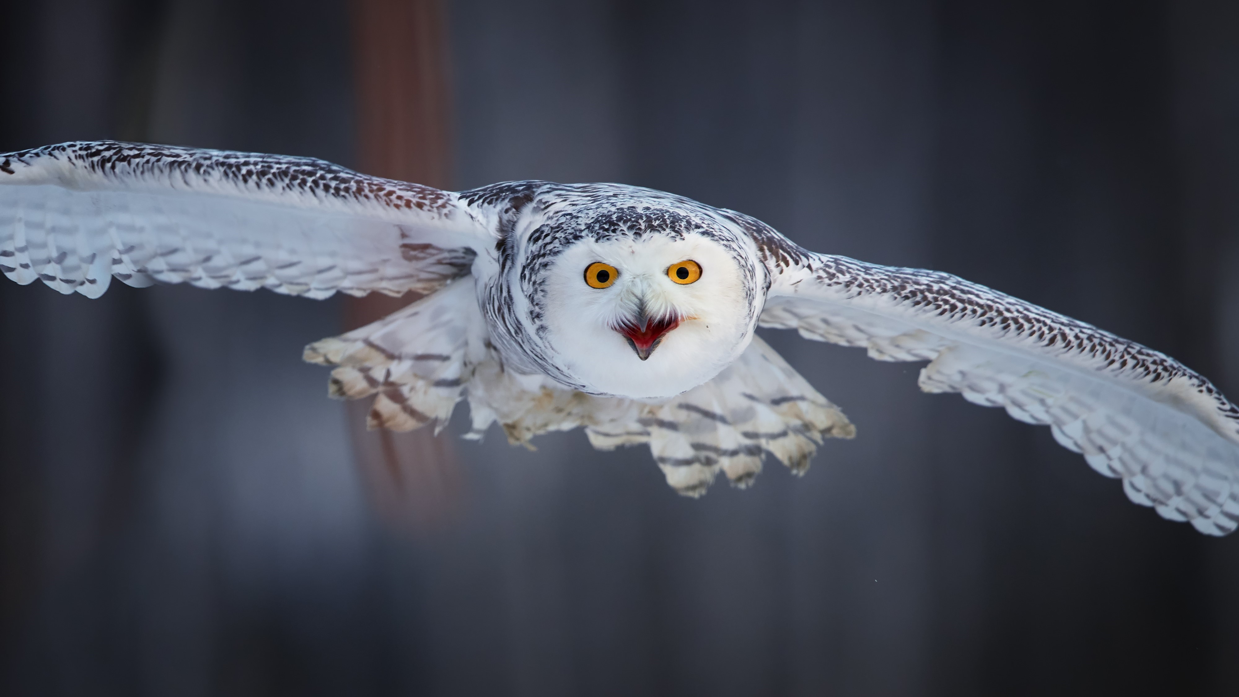 A snowy owl in flight looking at the camera.