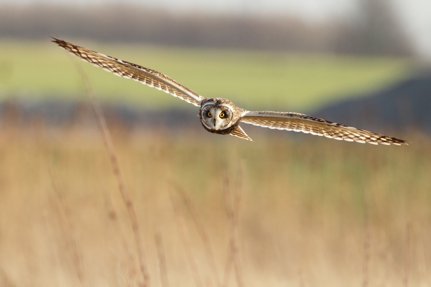 A short-eared owl in flight.