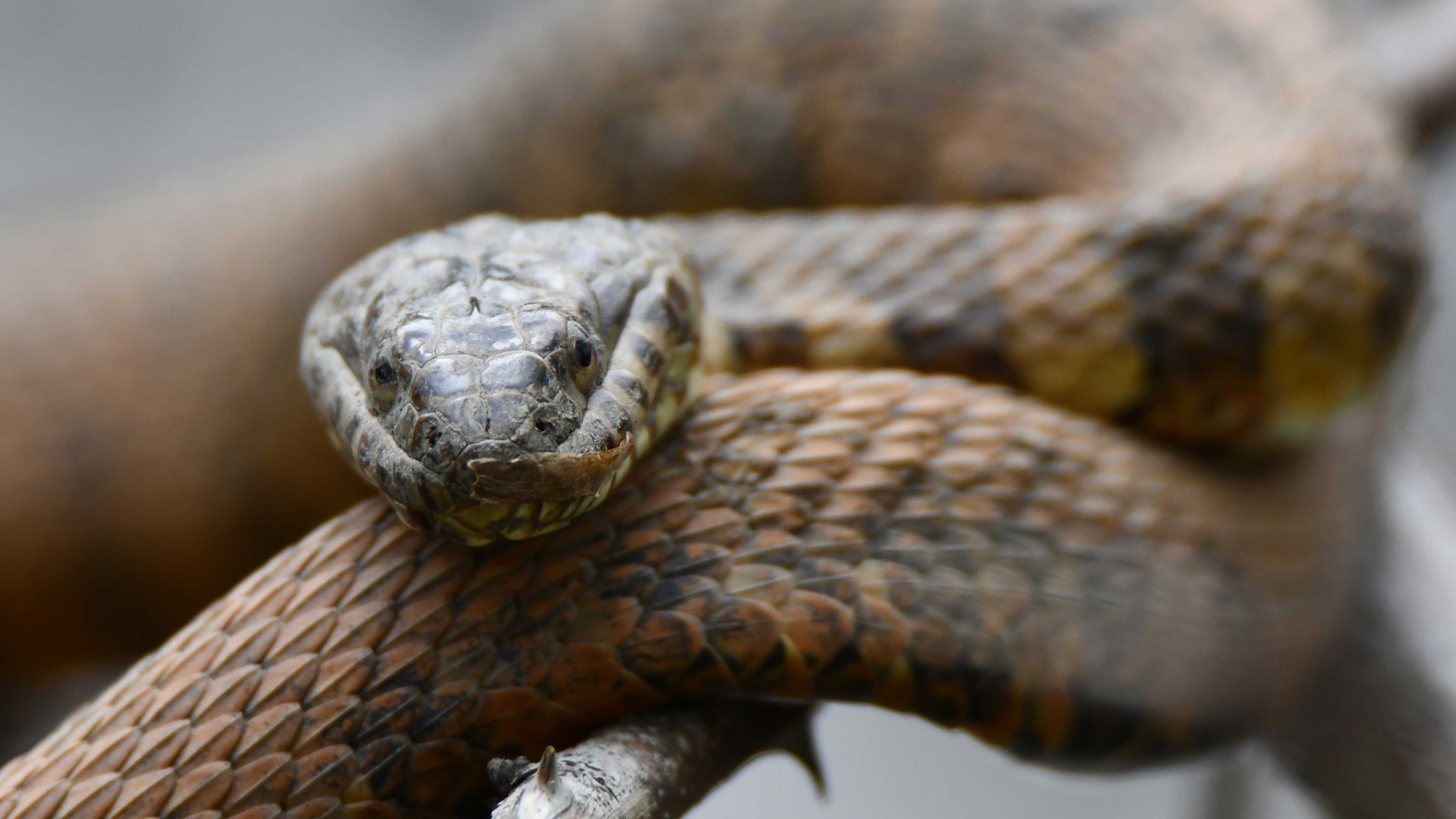 Close-up of a snake.