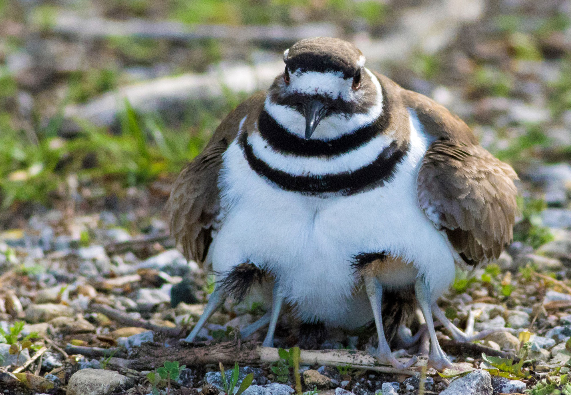 Killdeer with two babies underneath her.