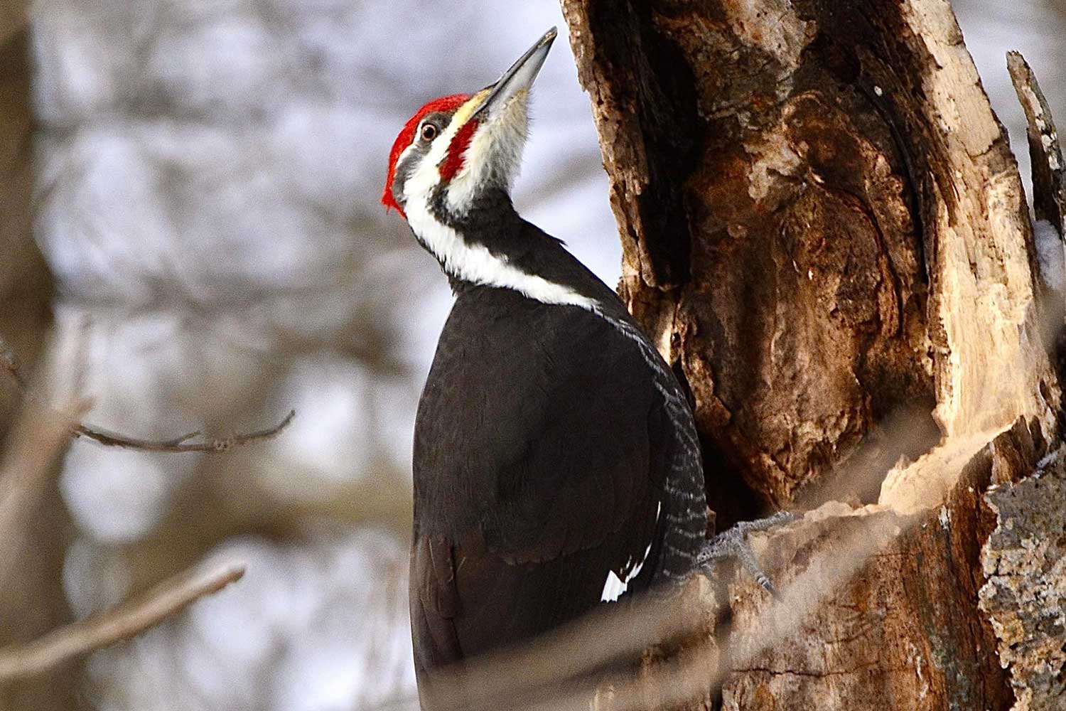 A pileated woodpecker perched on a tree cavity while excavating.