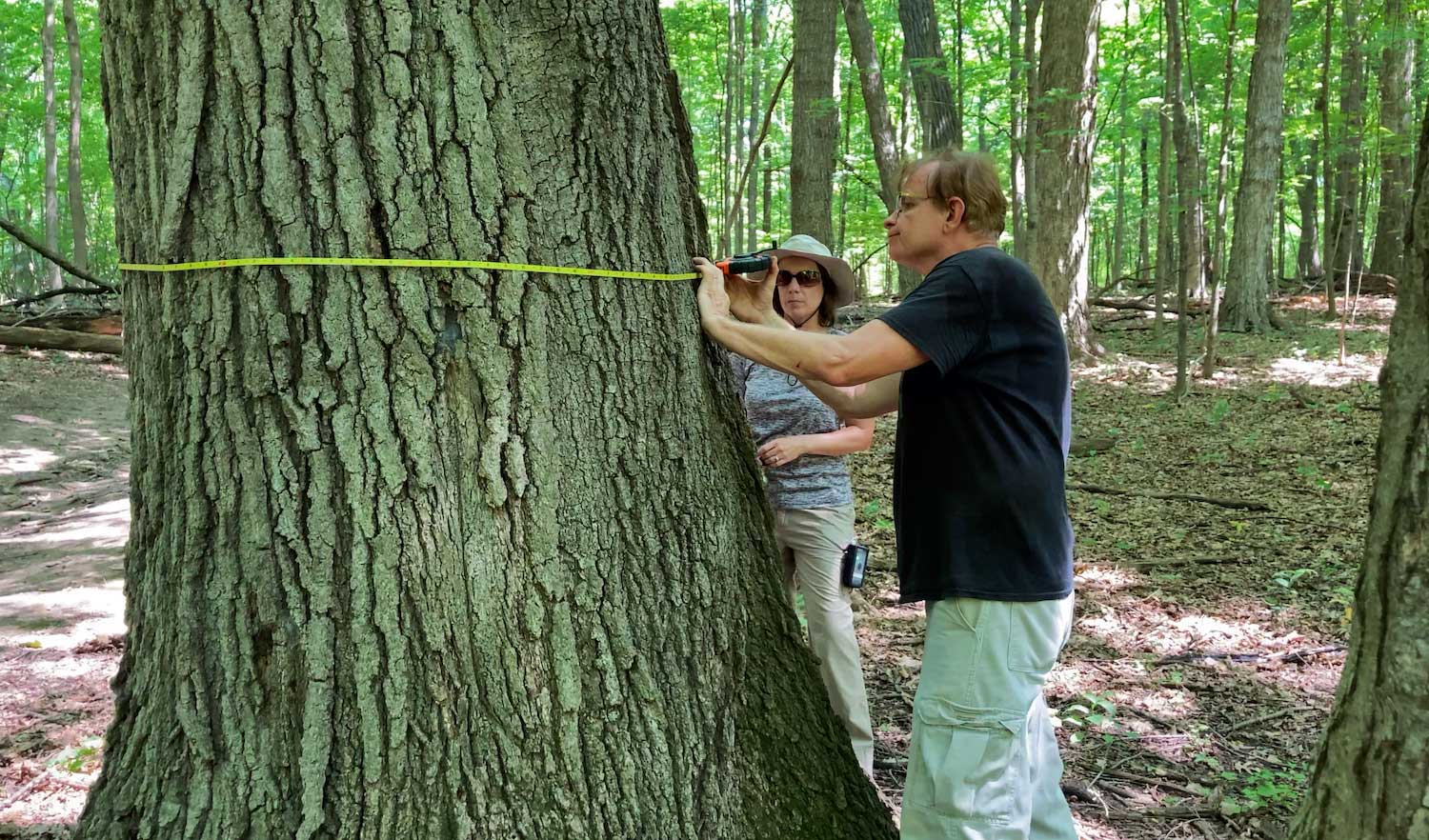 A man using a tape measure to measure the circumference of a tree.