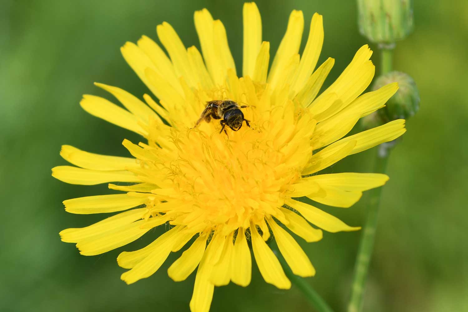 Furrow bee on a flower bloom.