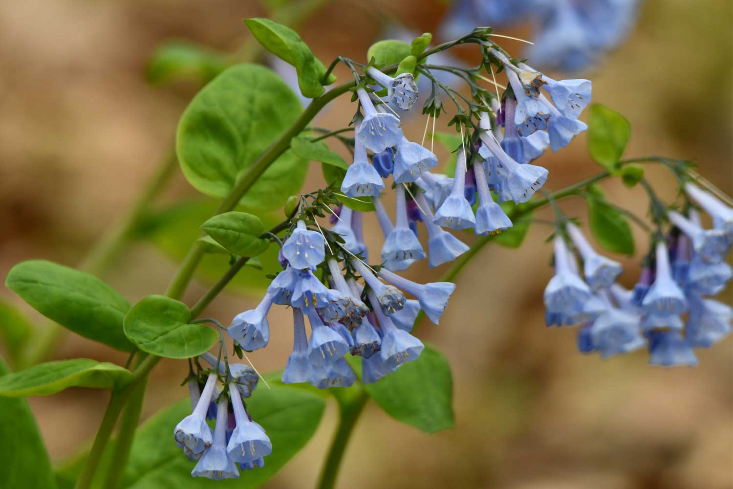 Virginia bluebells growing with blue petals.