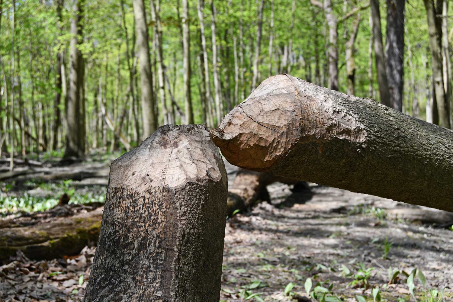 A tree that's been gnawed on by a beaver.