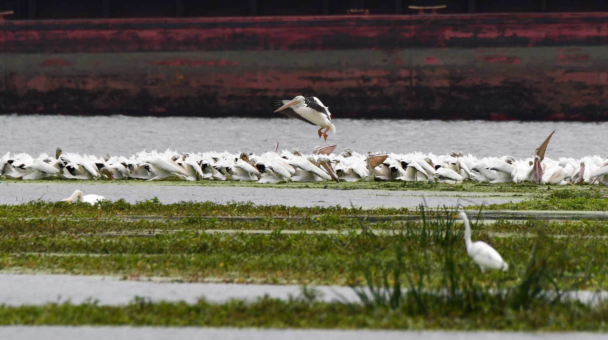 A pelican comes in for a landing on a river where hundreds of other pelicans are floating.