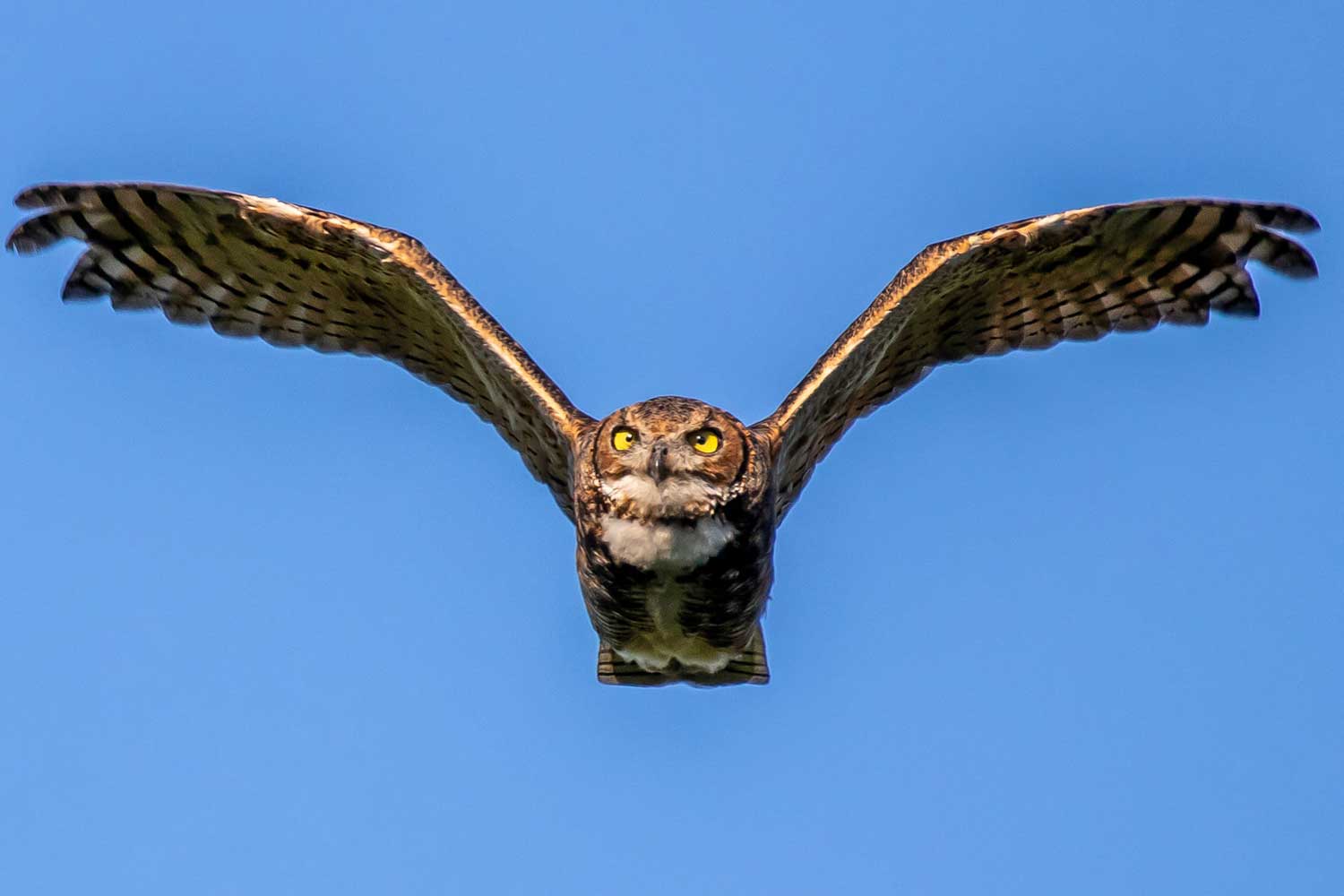 Great horned owl in flight.