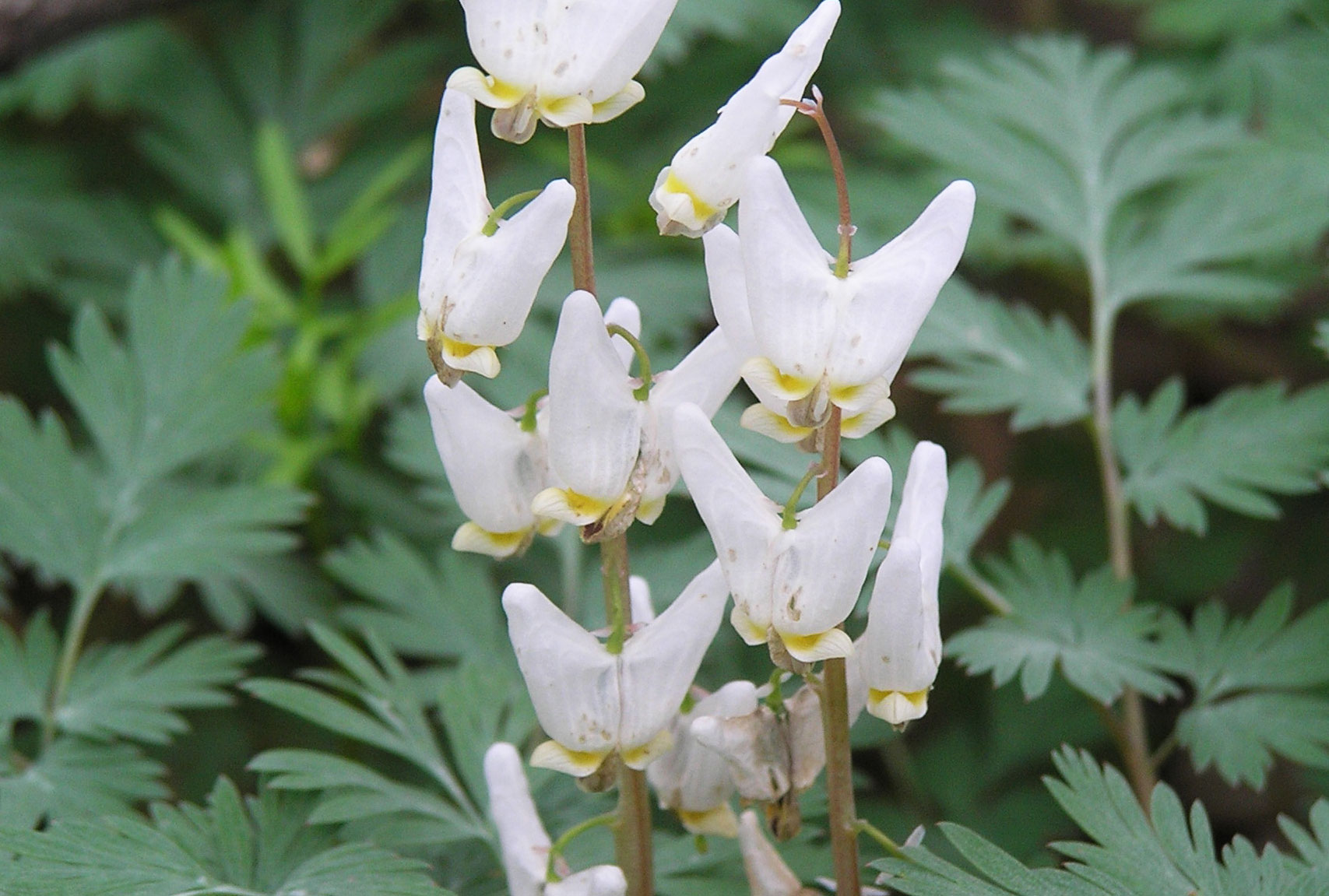 Closeup of Dutchman's breeches. 