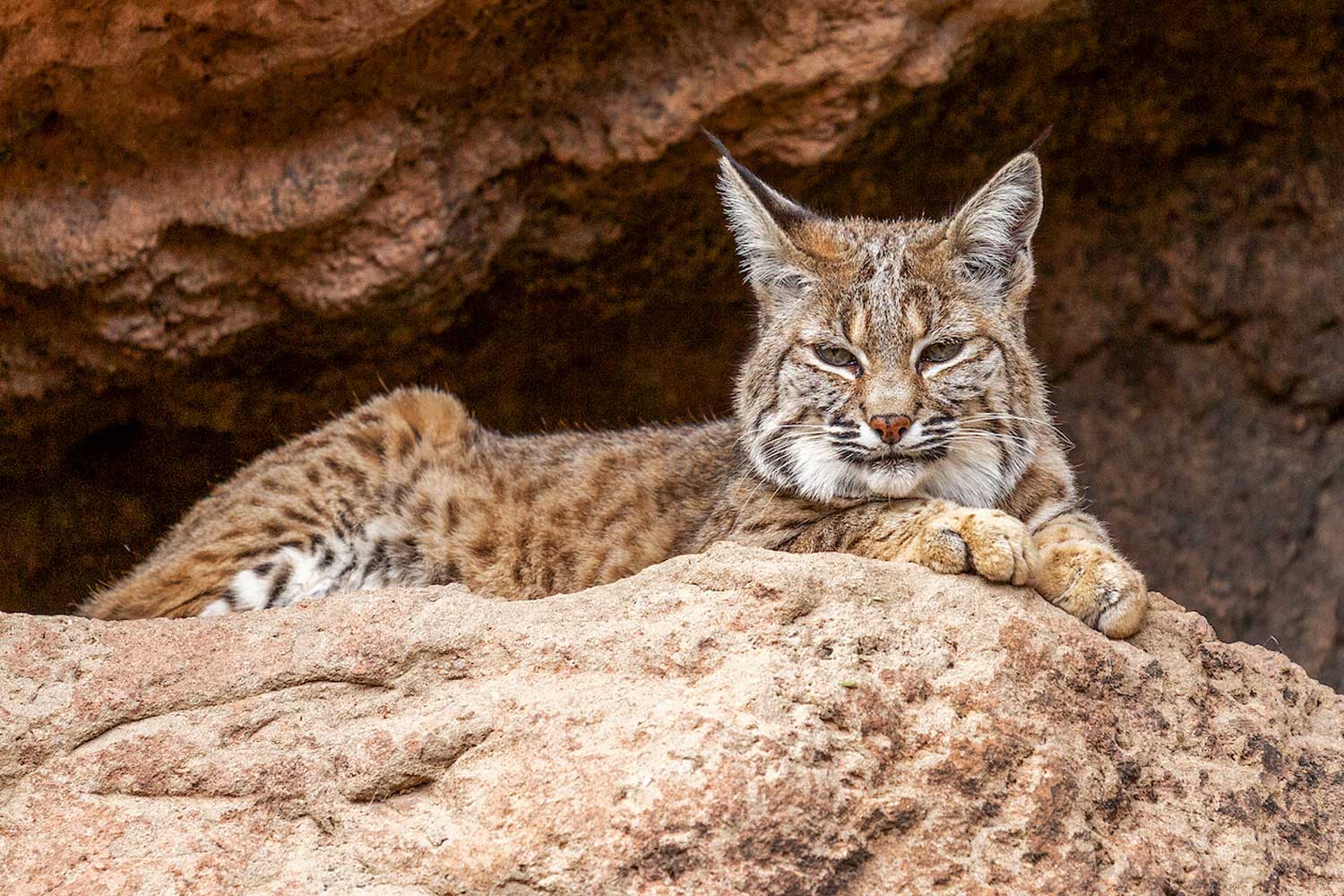 Bobcat sitting on a rock.