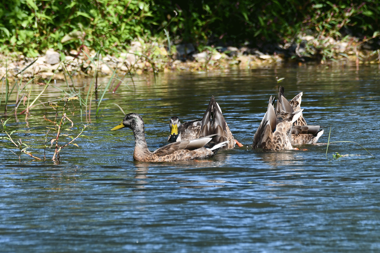 Mallards swimming in the water.