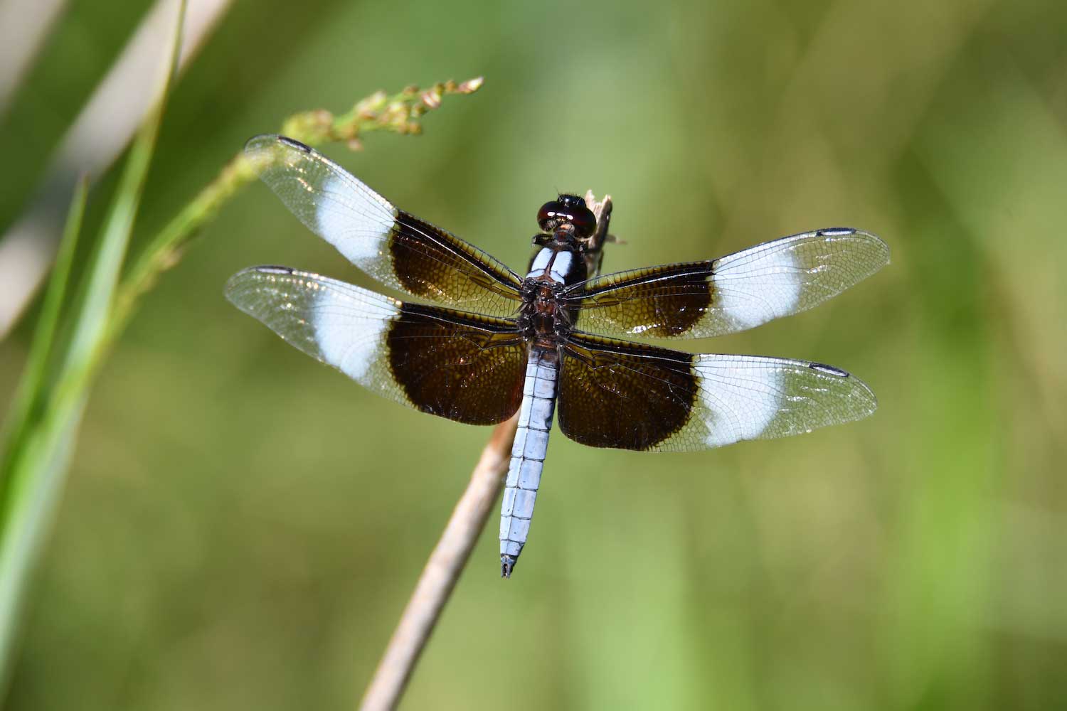 A dragonfly perched atop vegetation.