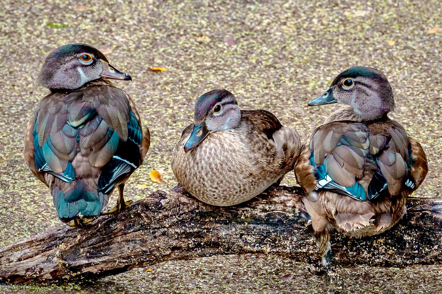 Wood ducks standing on a branch in water.