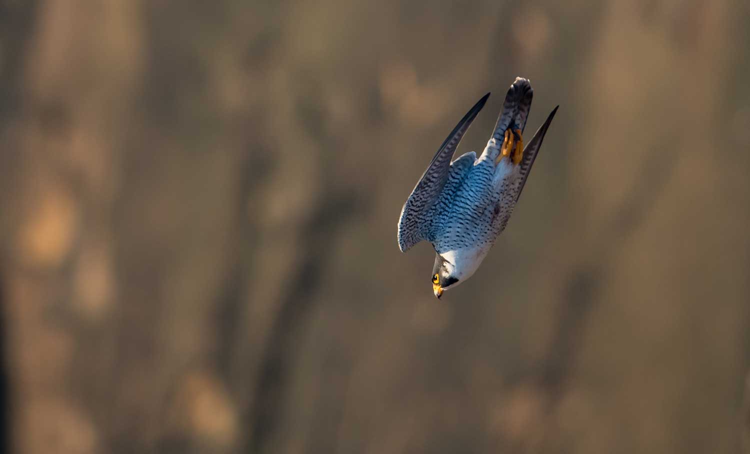 A peregrine falcon diving in flight.