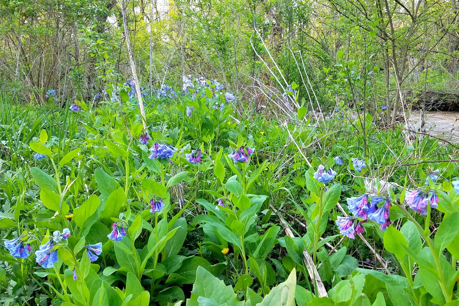 Virginia bluebell blooms near a creek.