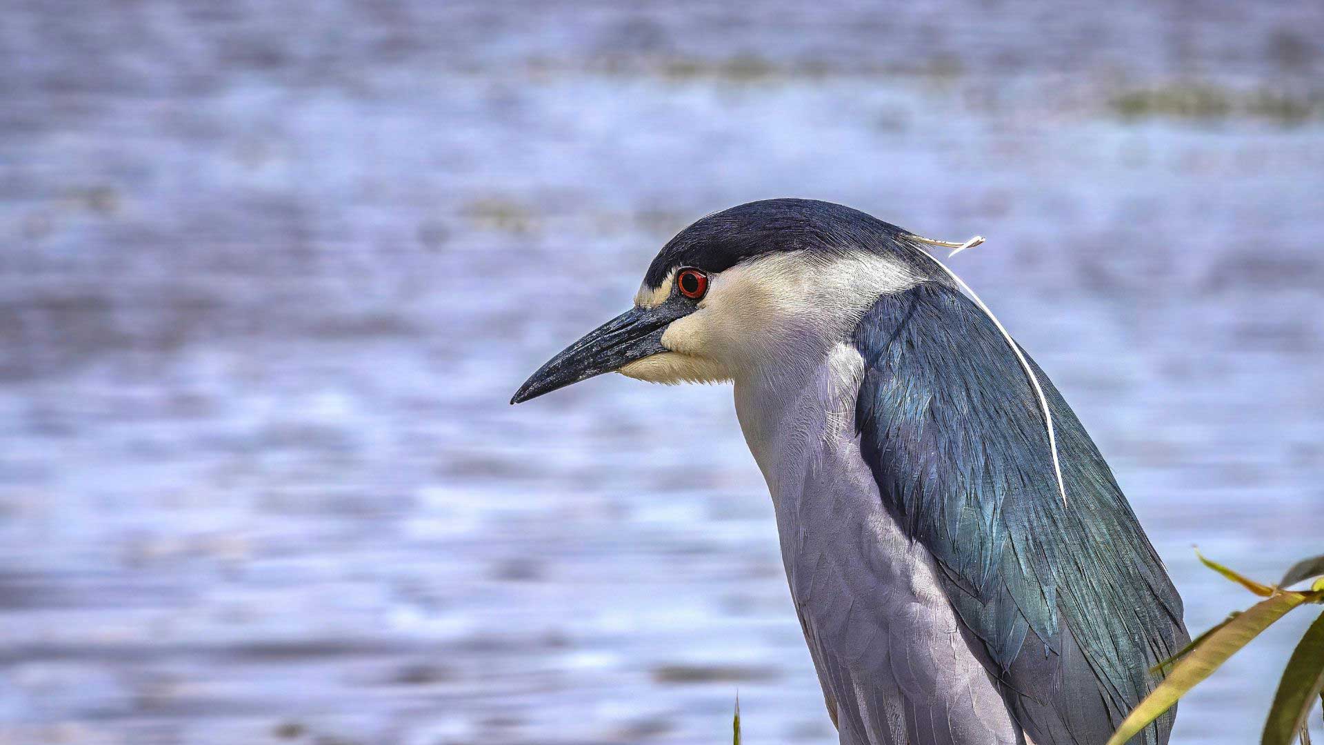 A black-crowned night heron stands upright with its legs visible, gazing slightly to the side. Its red eye and dark cap contrast with its pale chest, set against a softly blurred green background.
