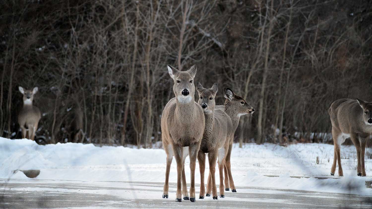 A group of three deer standing next to one another on ice with other deer in the background.